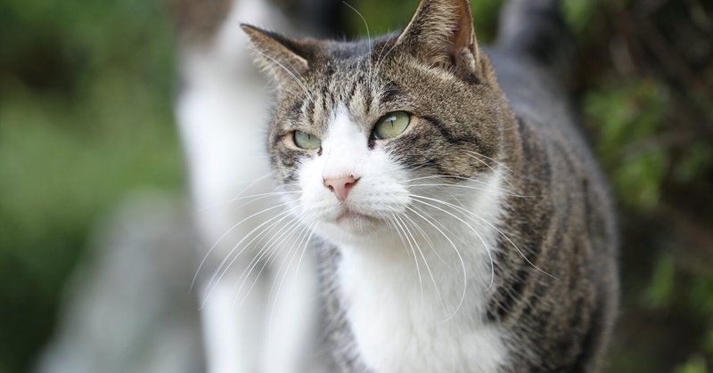 ゆっくりまばたきをして猫と仲良くなろう ぴりな Note ゆっくりまばたきをして猫と仲良くなろう ぴりな Note