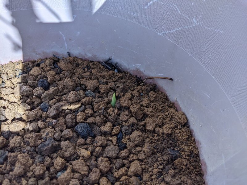 茗荷植え替え後 D D Note 茗荷植え替え後 D D Note