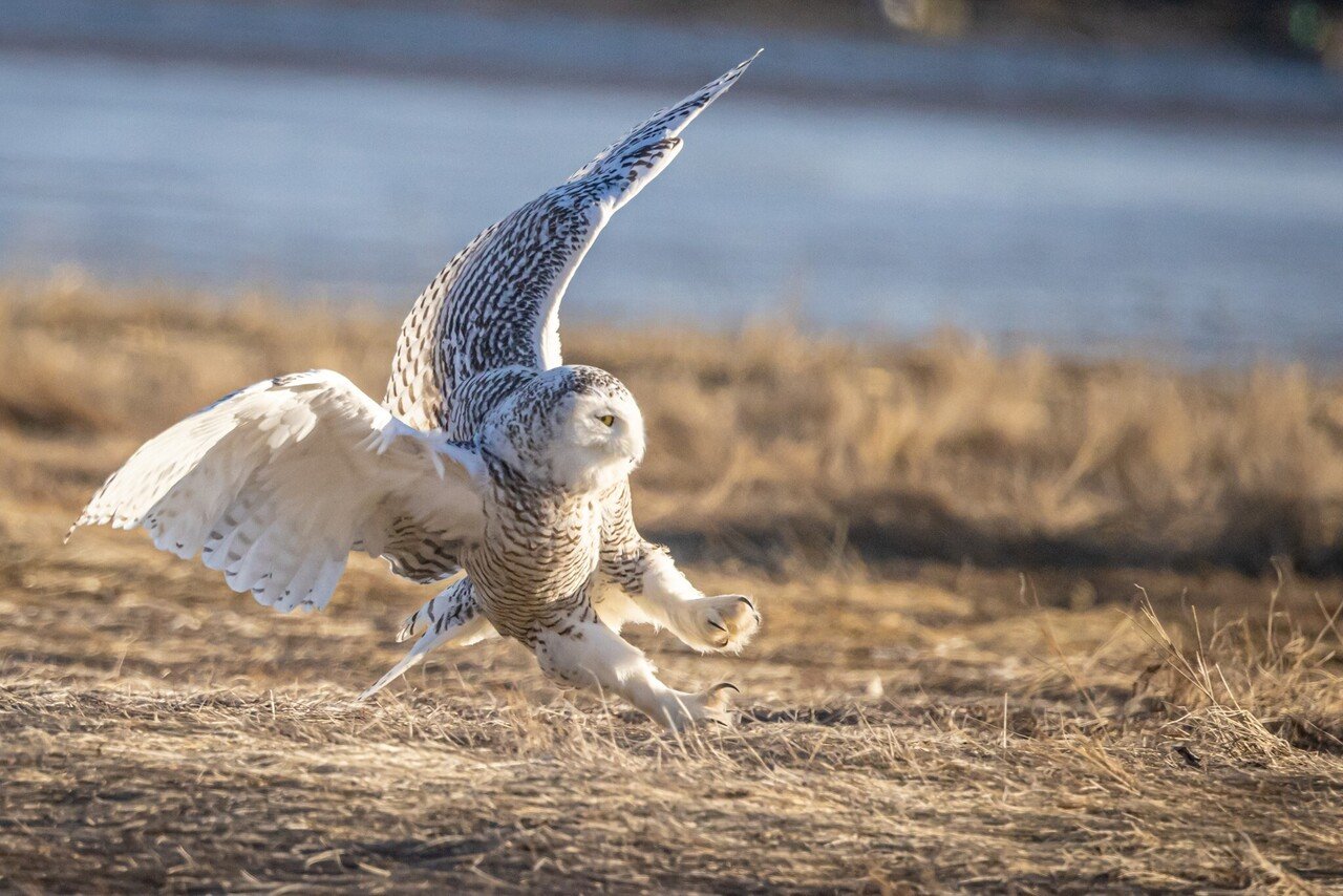 フクロウの知恵 月陽恋愛相談所 Noterさんとのコラボ作品 絵から生まれた物語 七田苗子 Note フクロウの知恵 月陽恋愛相談所 Noterさんとのコラボ作品 絵から生まれた物語 七田苗子 Note