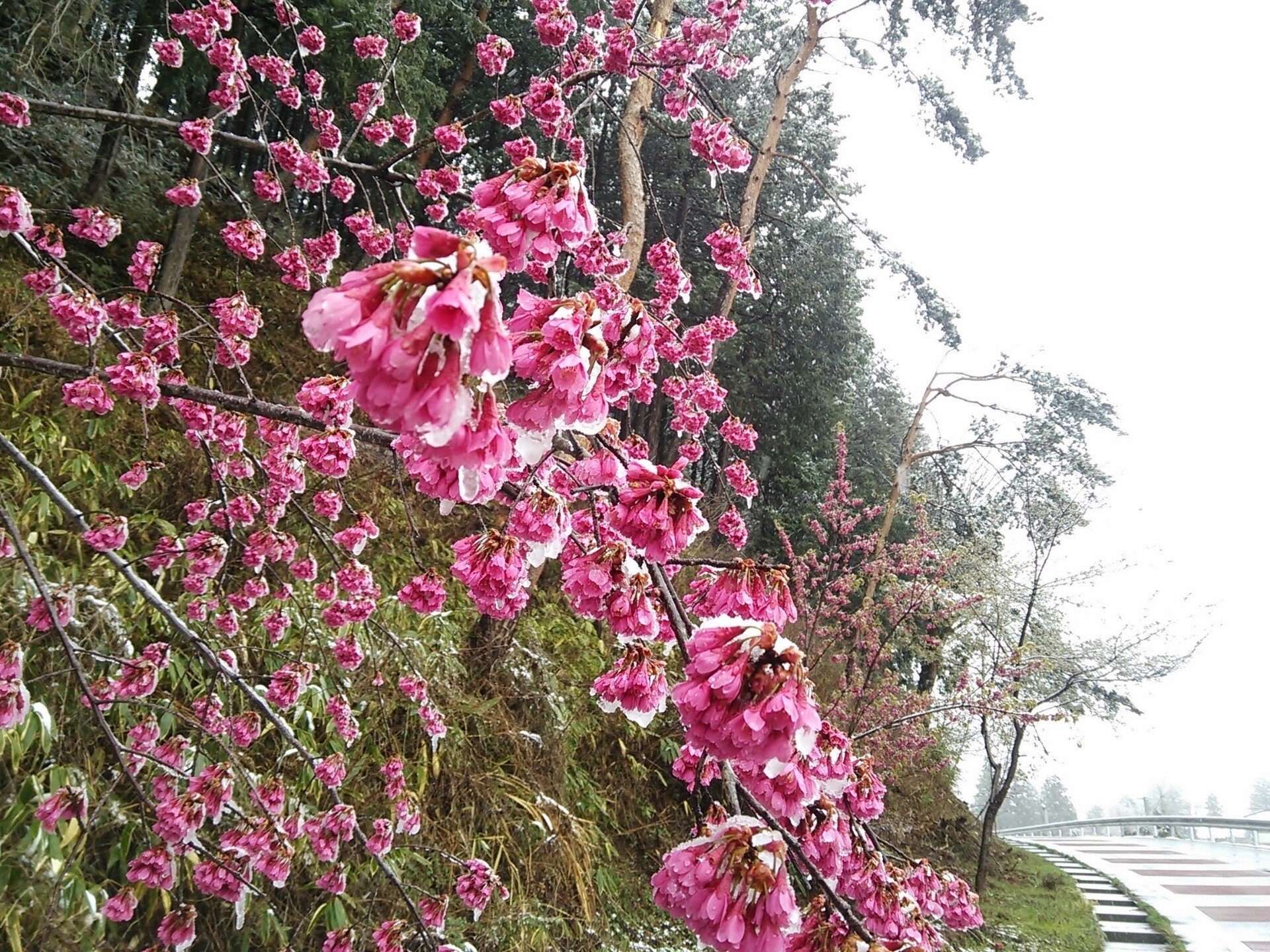 桜は咲かない 25歳女 Note