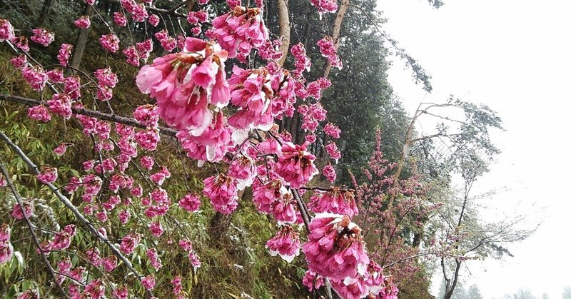 桜は咲かない 25歳 Note