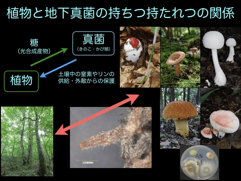 植物と地下真菌の持ちつ持たれつの関係