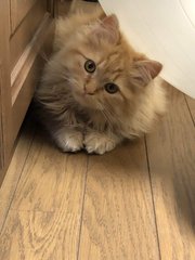 読書日記 ストイック チャレンジ ウィリアム B アーヴァイン じゃみまる Note 読書日記 ストイック チャレンジ ウィリアム B アーヴァイン じゃみまる Note
