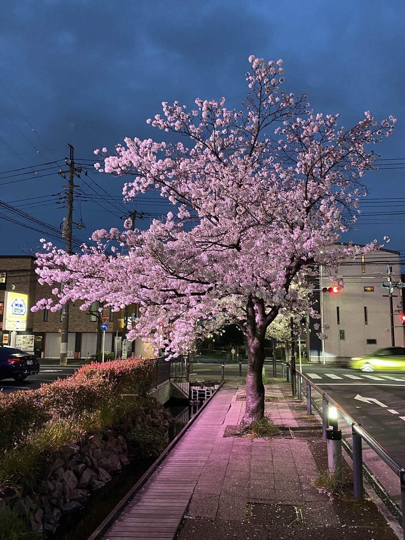 夜桜を求めて By神奈川県川崎市 上田 晃 Note