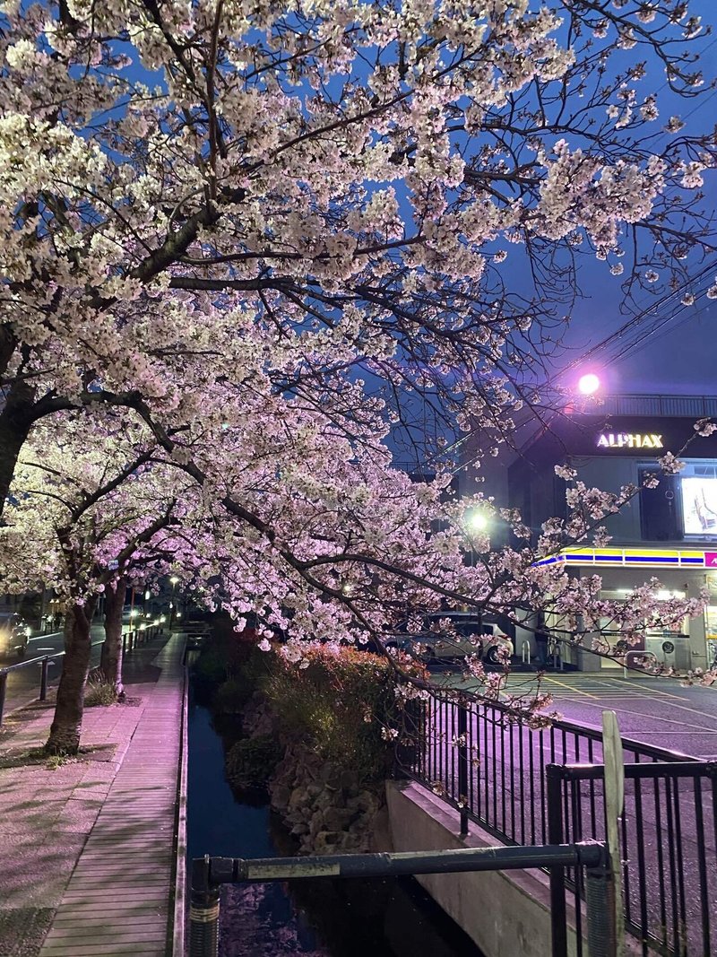 夜桜を求めて By神奈川県川崎市 上田 晃 Note