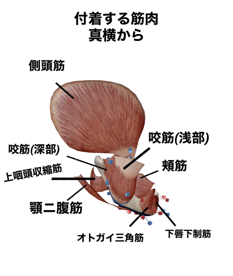 【下顎骨のはなし】骨勉|伊藤陵亮【整体×ヨガ×読書】