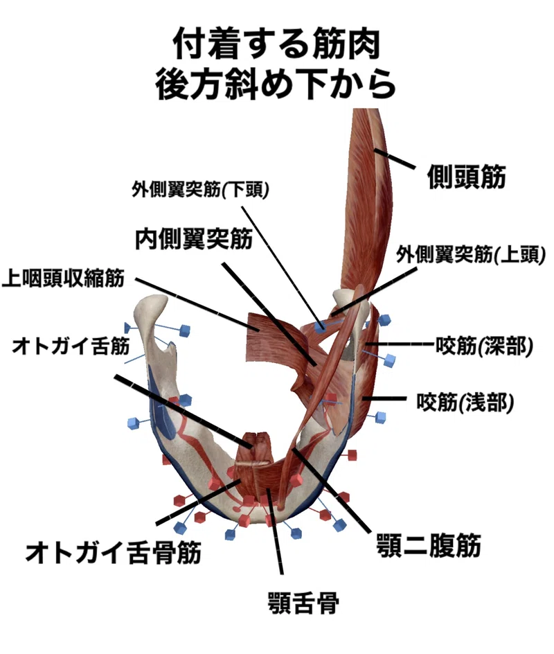 【下顎骨のはなし】骨勉|伊藤陵亮【整体×ヨガ×読書】