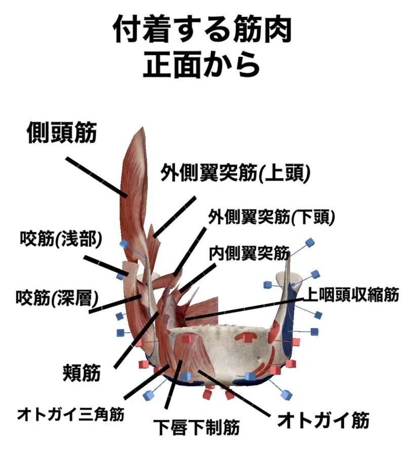 【下顎骨のはなし】骨勉|伊藤陵亮【整体×ヨガ×読書】