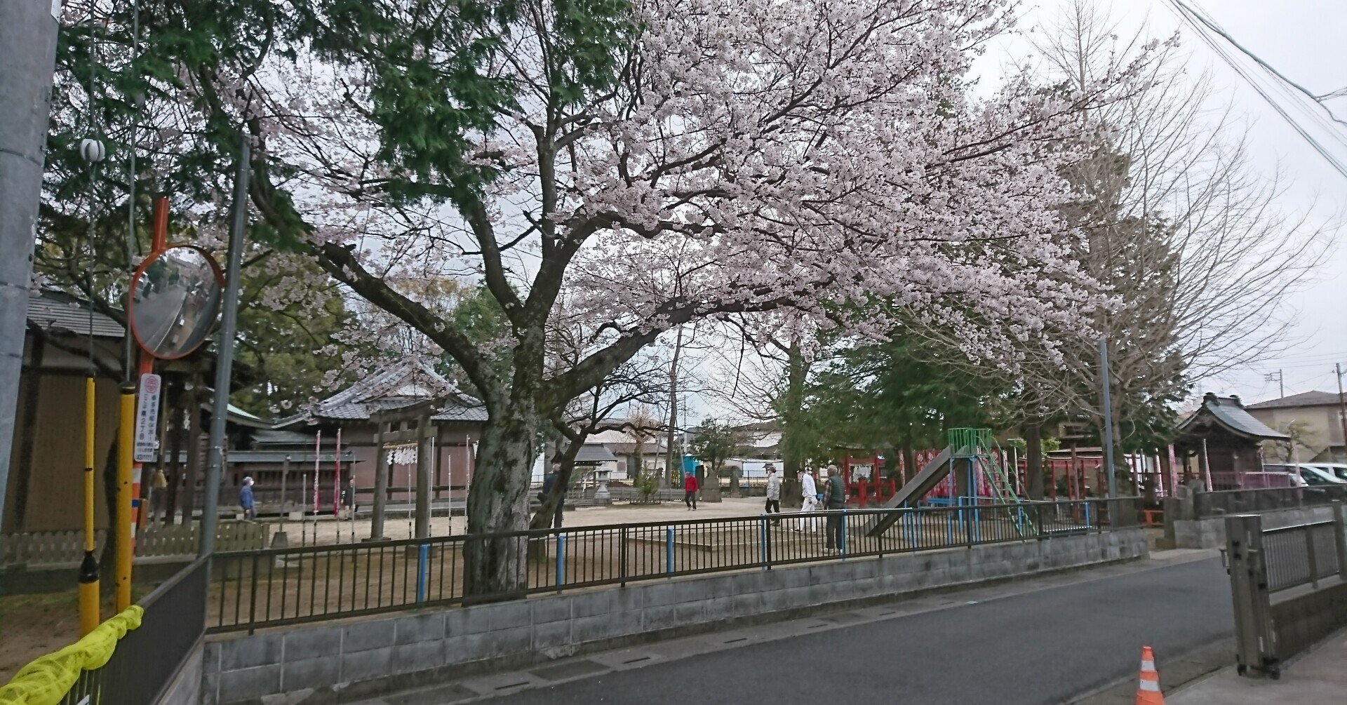 桜折るバカ 梅折らぬバカじゃあなかった マカピーな日々 0359 マカピー Note