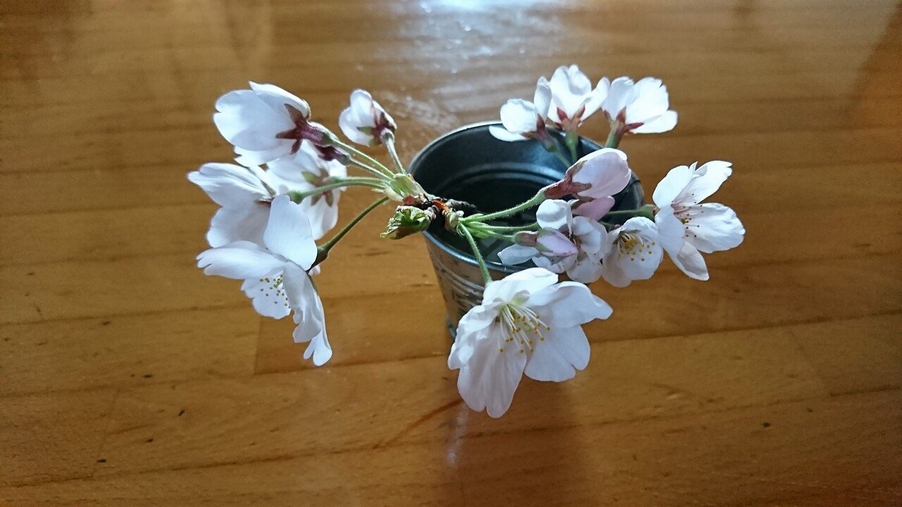 桜折るバカ 梅折らぬバカじゃあなかった マカピーな日々 0359 マカピー Note