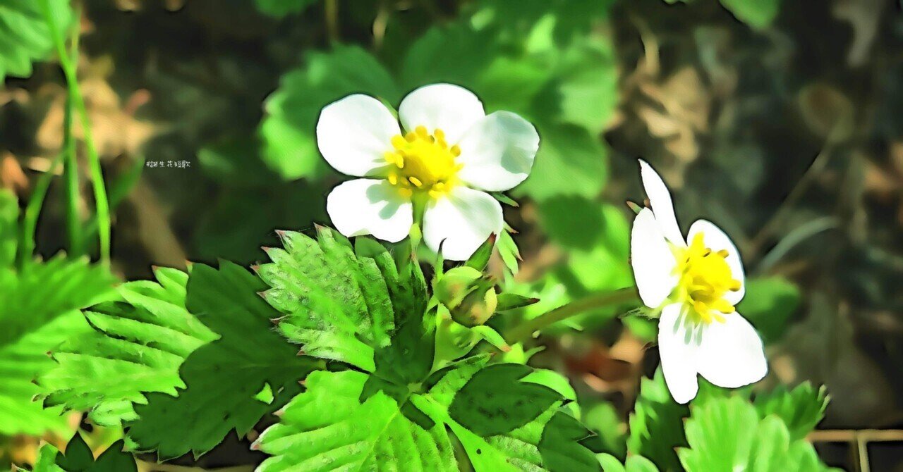3月29日 誕生花は蝦夷蛇苺 誕生花短歌 御子柴 流歌 Note 3月29日 誕生花は蝦夷蛇苺 誕生花短歌 御子柴 流歌 Note