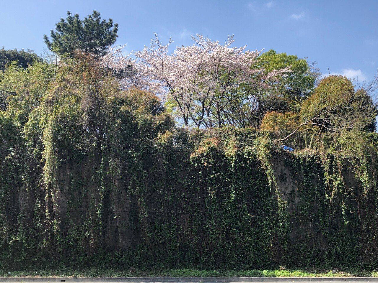 都会のモケモケにも春がやってきた 初夏の陽射しと花粉 黄砂を浴び 佐藤可士和展ではグラフィックに凝縮されたスッキリとした考え方を浴びて 早急に本棚の整理に取りかかる 紙資料を 捨て 横のものを縦に スペ キャラメロ Note 都会のモケモケにも春がやってきた 初夏の陽射しと花粉 黄砂を浴び 佐藤可士和展ではグラフィックに凝縮されたスッキリとした考え方を浴びて 早急に本棚の整理に取りかかる 紙資料を 捨て 横のものを縦に スペ キャラメロ Note