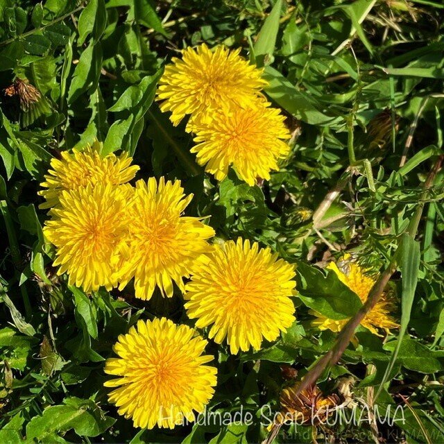 ニホンタンポポの浸出油を作る｜ゆりくま 〜せっけんと葉っぱと色と香り〜