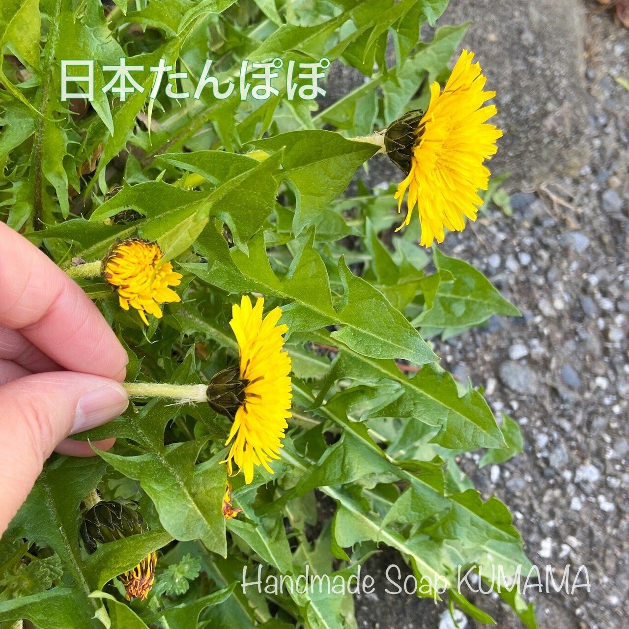 ニホンタンポポの浸出油を作る｜ゆりくま 〜せっけんと葉っぱと色と香り〜