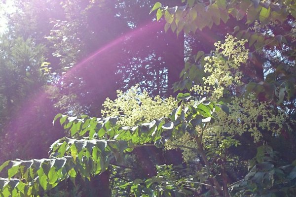 ナナカマドの花言葉慎重賢明私はあなたを守る の新着タグ記事一覧 Note つくる つながる とどける ナナカマドの花言葉慎重賢明私はあなたを守る の新着タグ記事一覧 Note つくる つながる とどける