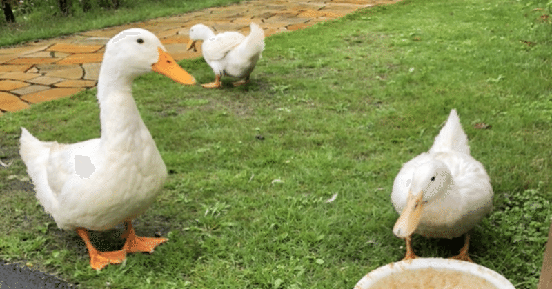 カモとアヒルの違いは Expoducks Note カモとアヒルの違いは Expoducks Note