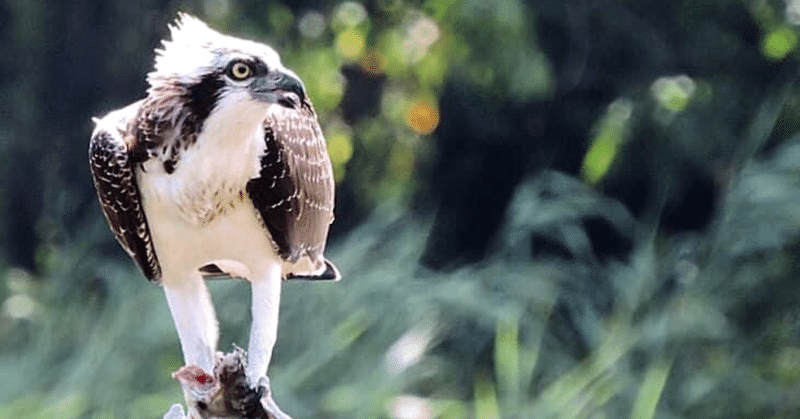 Covid Quarantine Birding ミサゴ Sebastian Hiranaka Note Covid Quarantine Birding ミサゴ Sebastian Hiranaka Note