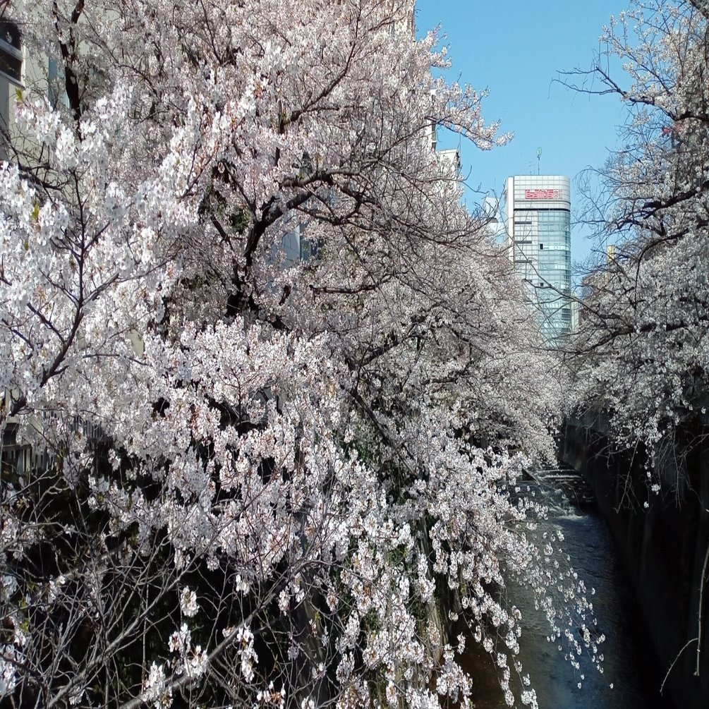 21年3月27日 神田川で桜の花見その２ Siouxcitizen Note