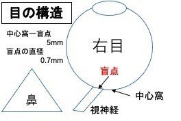 目の構造