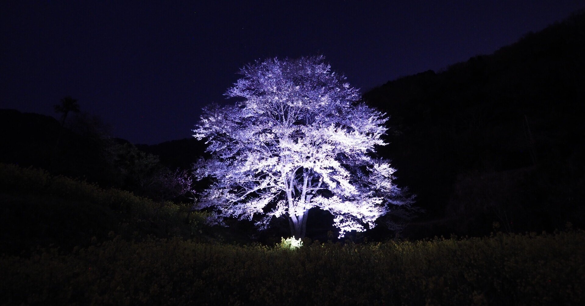 一本桜③深夜編｜wkn