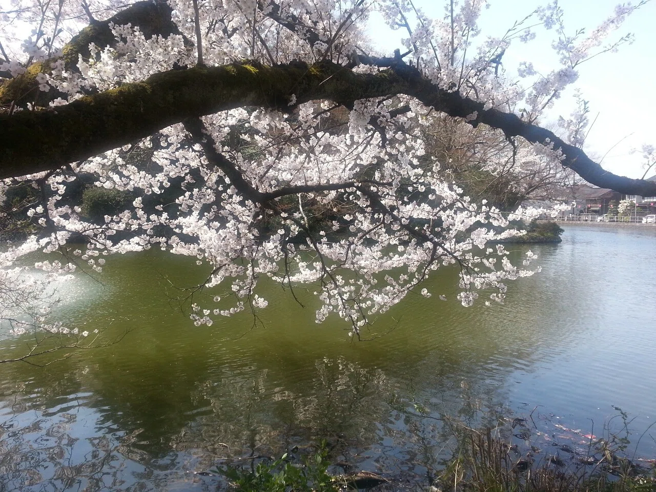 画像12