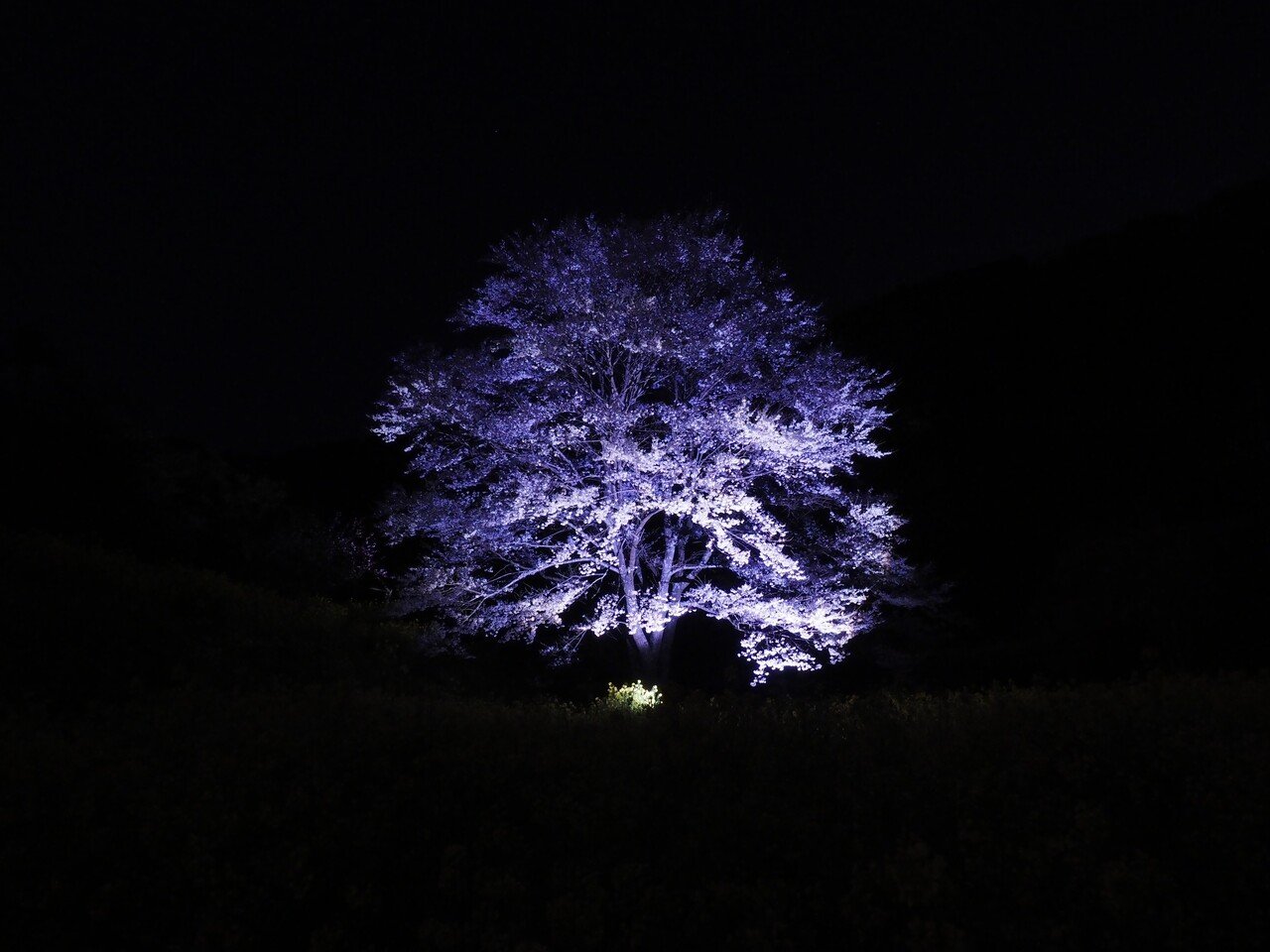 桜夜 ついに満開に】日本三大夜桜の高田城址公園 雨の中ソメイヨシノが