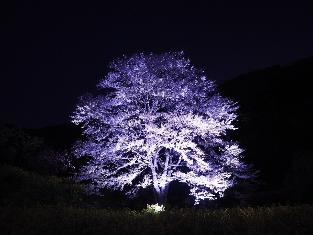 一本桜③深夜編｜wkn