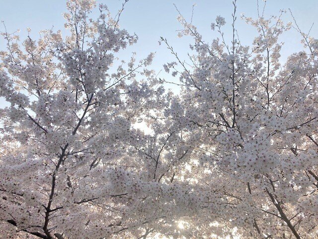 桜　い