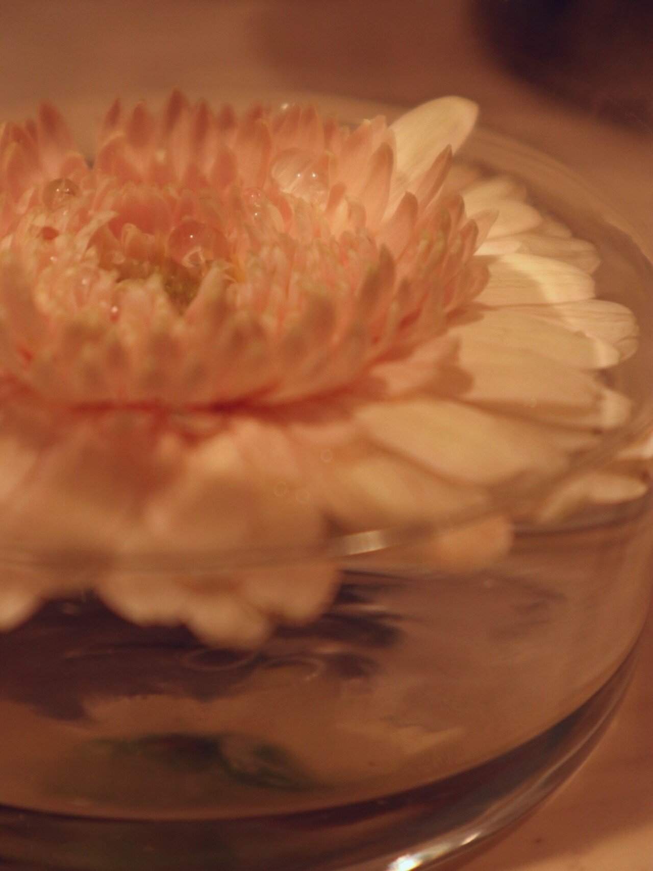 苦しみに一輪の花を ガーベラ編 恵 Note