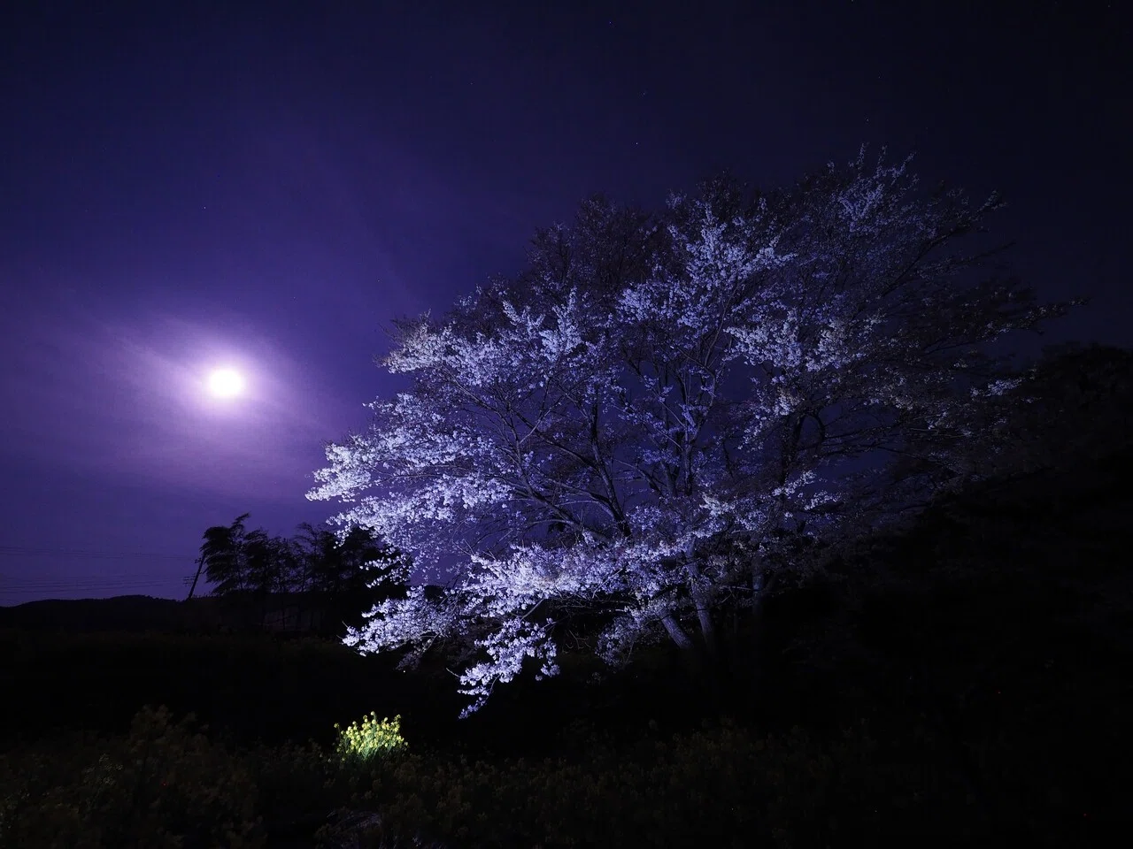 一本桜③深夜編｜wkn