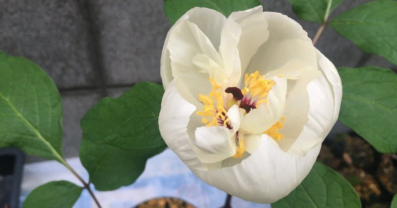 ヤマシャクヤクが咲きました 和花奈の種から栽培 Note
