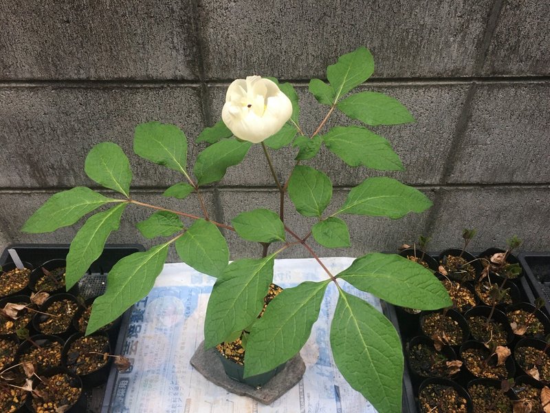 ヤマシャクヤクが咲きました 和花奈の種から栽培 Note ヤマシャクヤクが咲きました 和花奈の種から栽培 Note