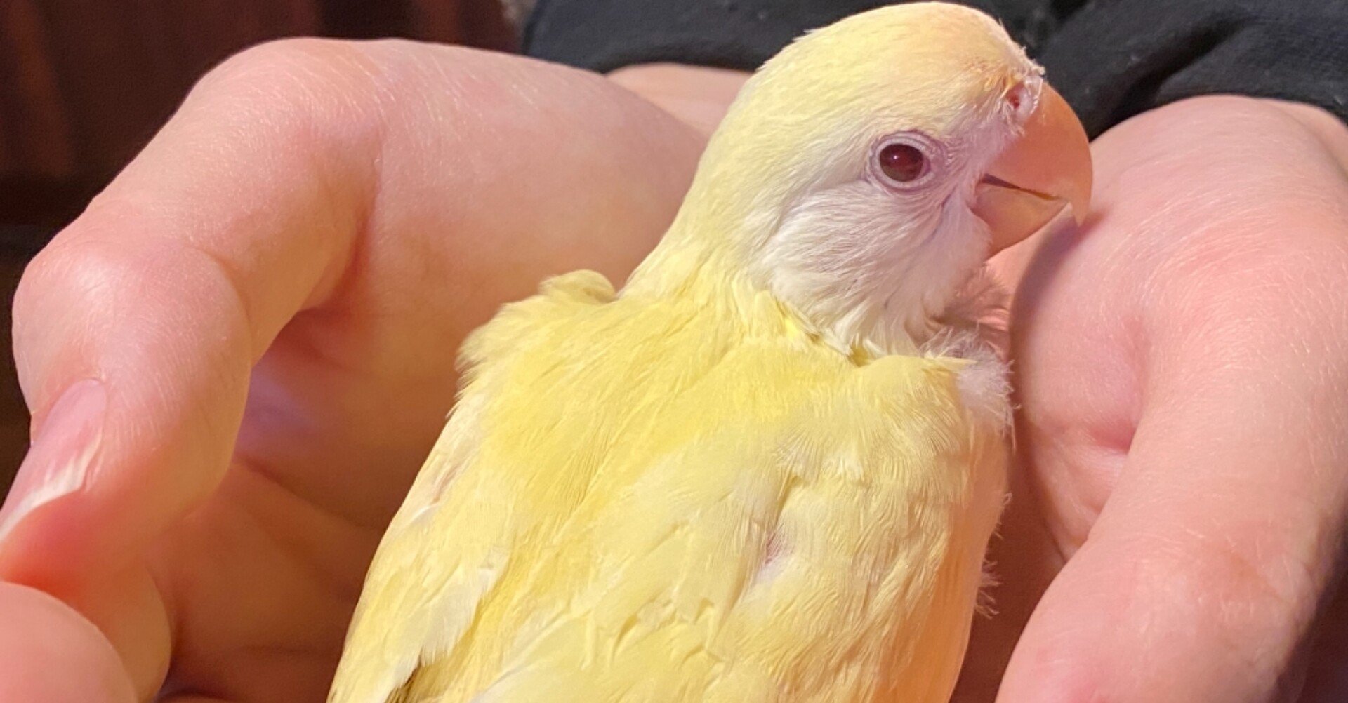 コザクラインコ クリームゴールデンの雛が仲間入り Noriaki Kawanishi 半農デザイナー Note コザクラインコ クリームゴールデンの雛が仲間入り Noriaki Kawanishi 半農デザイナー Note