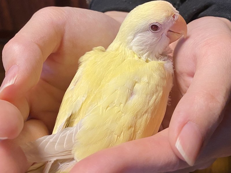 コザクラインコ クリームゴールデンの雛が仲間入り Noriaki Kawanishi 黒崎base半農style Note コザクラインコ クリームゴールデンの雛が仲間入り Noriaki Kawanishi 黒崎base半農style Note