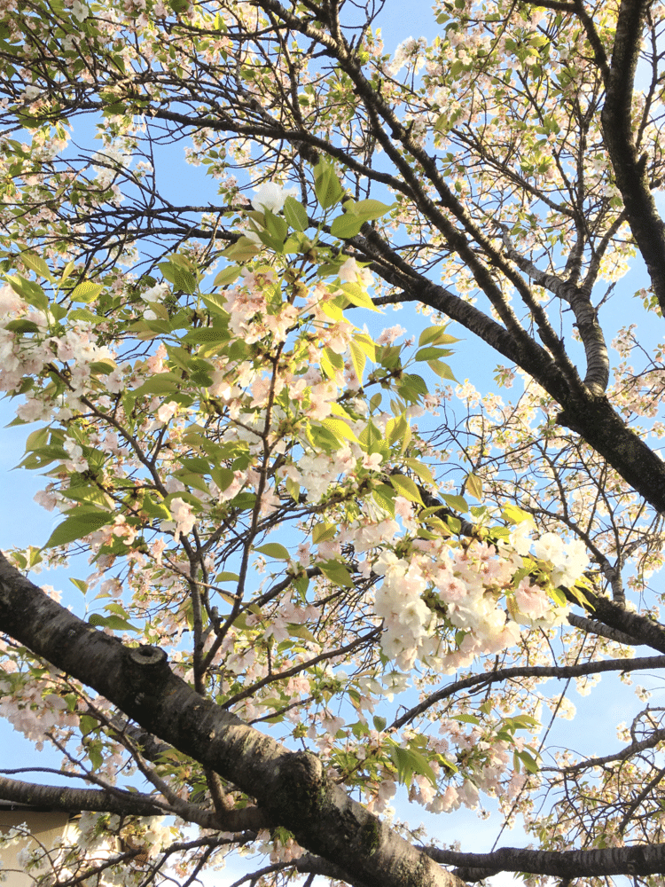 近所の桜①