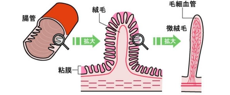 腸＿柔毛