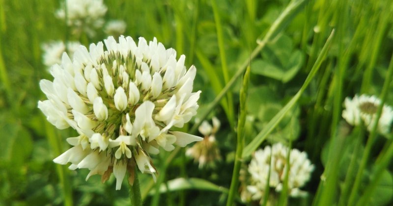 シロツメクサの花言葉 Dandelion ダンデライオン Note シロツメクサの花言葉 Dandelion ダンデライオン Note