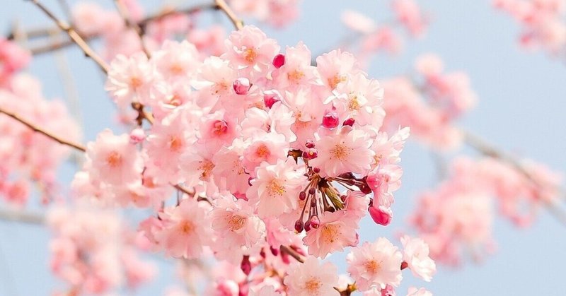イマここに生きる！オーガニックオーダーの旅、暦のお話〈「桜始開（さくらはじめてひらく）」〉