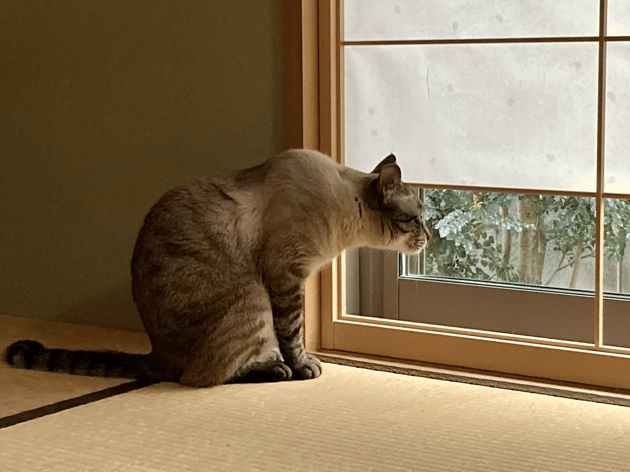 おはようございます 窓の外を見るニャンタくん ウチの外にもニャンコがいて たまに窓越しで遊んでいます ウチの家は ねこまみれです では 本日もよろしくお願いします 今日も いい日だ いっせい のべ2万人をレッスンした ゴルフレッスンプロ