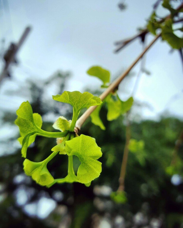 おはよーございます。

ほわんと緩い空気の曇天朝。
また今年も銀杏赤ちゃんが蛍光緑色で生まれてきてくれておりました。
いつもの奇蹟サンクス♪

ステキな一日を。


#sky #spring #tree #love #moritaMiW  #空 #春 #銀杏 #佳い一日の始まり