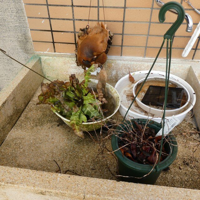 3月30日 火 熱帯の観葉植物トリオ 全滅か 静けさのほとり Note