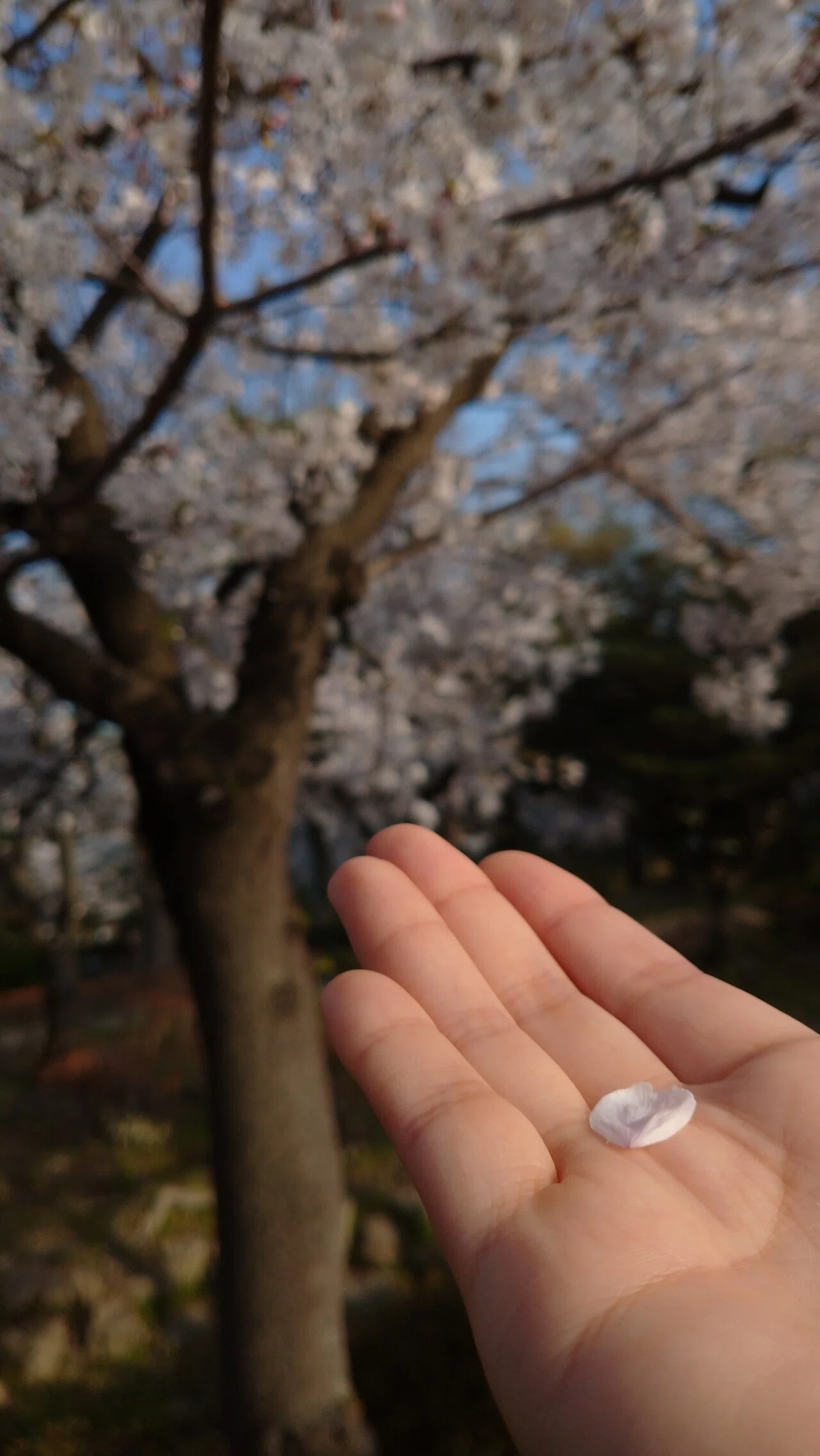 はらはらと舞う桜の花びらを 地面に落ちる前にキャッチすると幸せになれる 子供の頃からのおまじない?ジンクス?なんだけど それって全国共通なのか ...