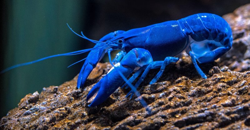 ザリガニも人間も同じ性質って知ってました シリュウ Note ザリガニも人間も同じ性質って知ってました シリュウ Note