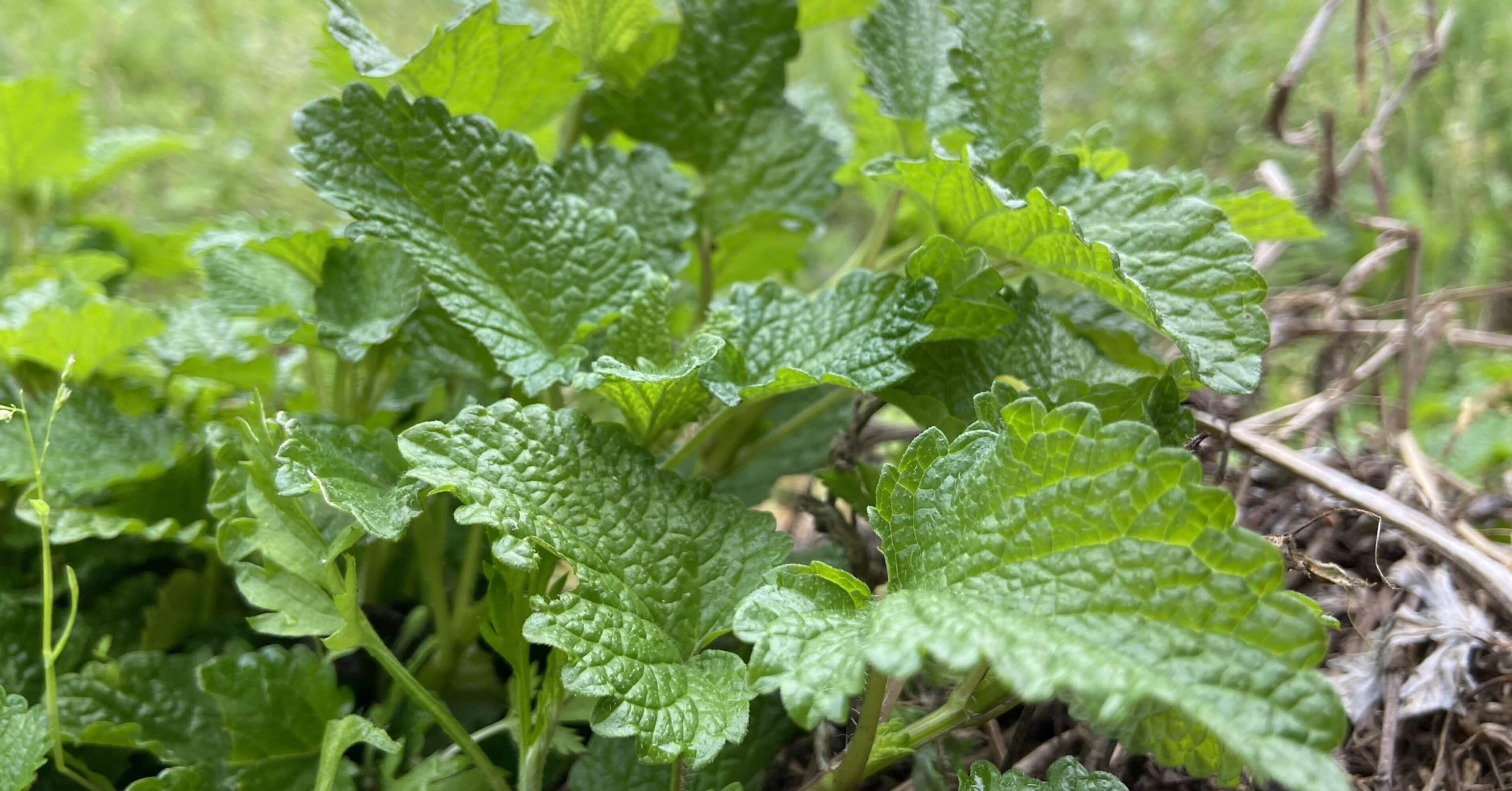 レモンバーム ころの庭 ー自然菜園とハーブとアロマー Note