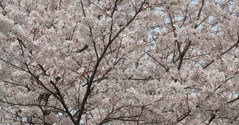 桜の散り方 の新着タグ記事一覧 Note つくる つながる とどける 桜の散り方 の新着タグ記事一覧 Note つくる つながる とどける