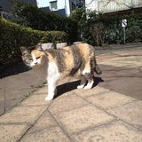 神田川地域猫を見守る会