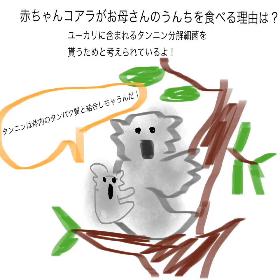 【中古】 コアラの子供が緑のウンチを食べる理由（ワケ） コアラの赤ちゃんがお母さんのうんちを食べるワケ | ペトハピ