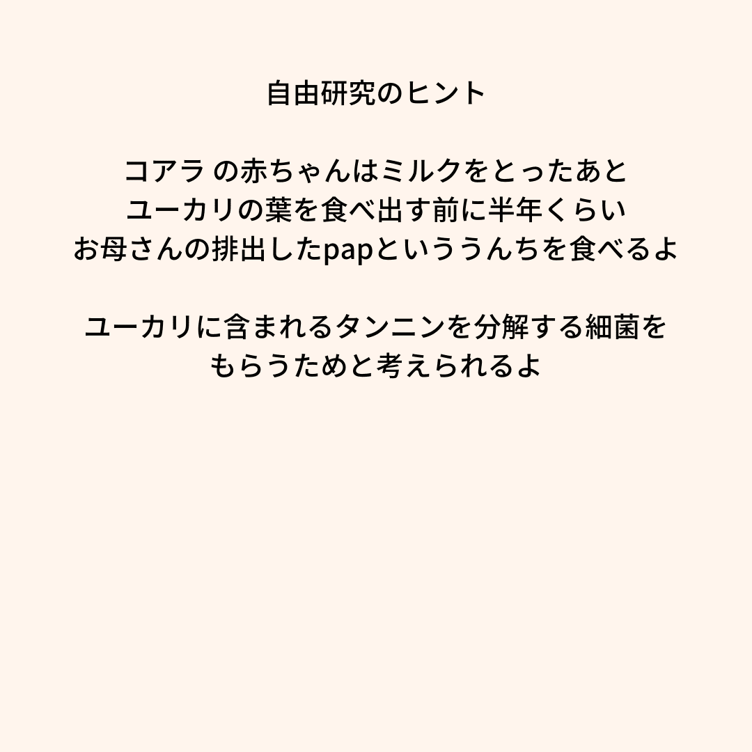 コアラ の赤ちゃんがお母さんのうんちを食べるのはなぜ?|『犬 コアラ の赤ちゃんがお母さんのうんちを食べるのはなぜ?|『犬