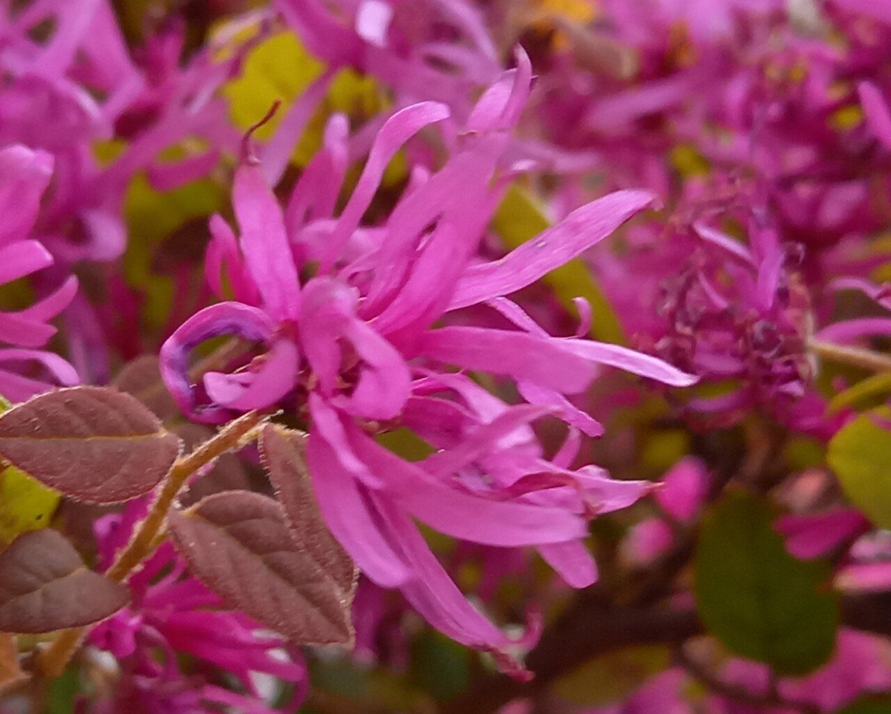 花に誘われて 柘榴 Note