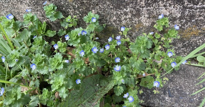 催花雨も過ぎた